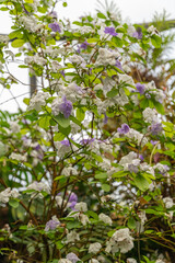 Brunfelsia Uniflora plant in Zurich in Switzerland