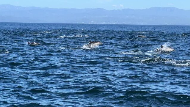 Mega pod of common dolphins swimming and jumping in the Channel Islands