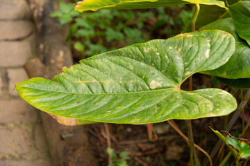 Anthurium Yarumalense plant in Zurich in Switzerland