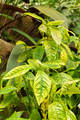 Dorstenia Turnerifolia plant in Zurich in Switzerland