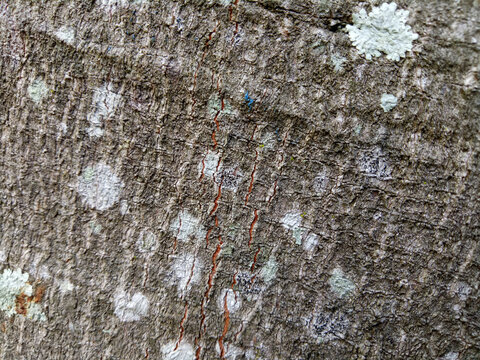 The texture of the tree trunk is brown with some fungal spots