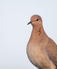 A Closeup of a laughing dove