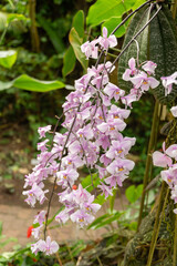 Fototapeta premium Phalaenopsis Schilleriana plant in Zurich in Switzerland