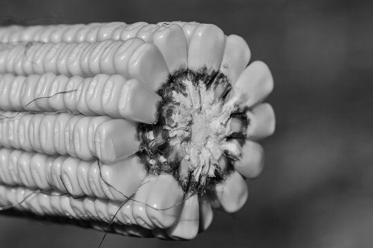 broken ear of corn in black and white