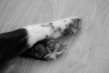 dog paws in black and white