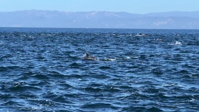 Mega pod of common dolphins swimming and jumping in the Channel Islands