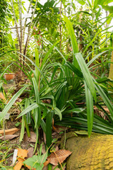 Pandanus Amaryllifolius plant in Zurich in Switzerland