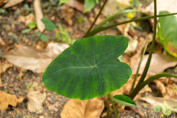 Colocasia Esculenta plant in Zurich in Switzerland