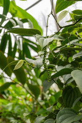 Black pepper or Piper Nigrum plant in Zurich in Switzerland