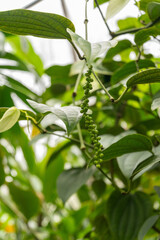 Black pepper or Piper Nigrum plant in Zurich in Switzerland
