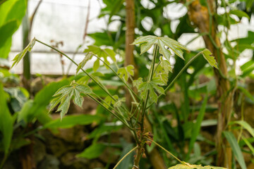 Cola Caricifolia plant in Zurich in Switzerland