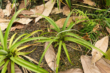 Pineapple or Ananas Comosus plant in Zurich in Switzerland