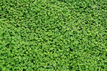 thick green grass for plant background