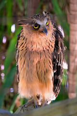 Buffy fish owl