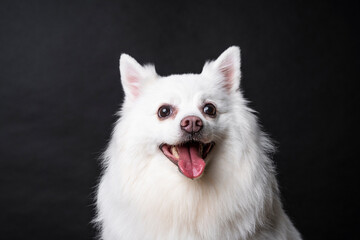 Close up studio portrait of a white German spitz pomeranian dog sitting down and looking away from the camera