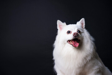 Close up studio portrait of a white German spitz pomeranian dog sitting down and looking away from...