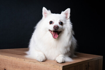 Close up studio portrait of a white German spitz pomeranian dog lying down and at the camera