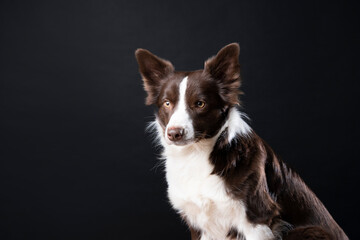 Close up studio portrait of a brown and white Border Collie dog sitting and looking away from the camera