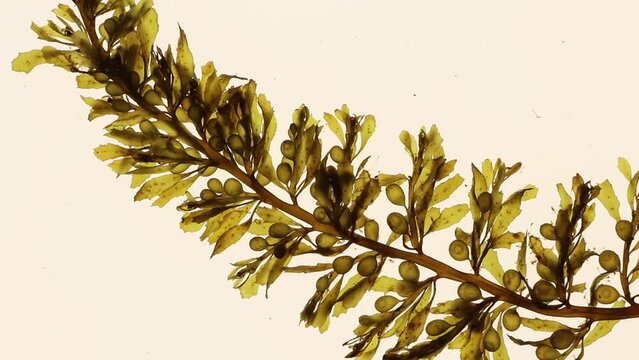 Sargassum muticum brown seaweed with round gas-filled floats. Japanese wireweed or japweed algae with aerial vesicles moving in the water video.