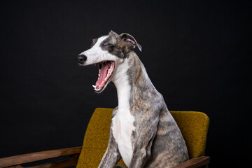 Close up studio portrait of Greyhound dog sitting in retro green chair and yawning at the camera