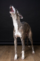 Close up studio portrait of Greyhound dog standing on wooden floor barking at the camera
