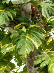 Palm tree leaves in Coco Beach Florida