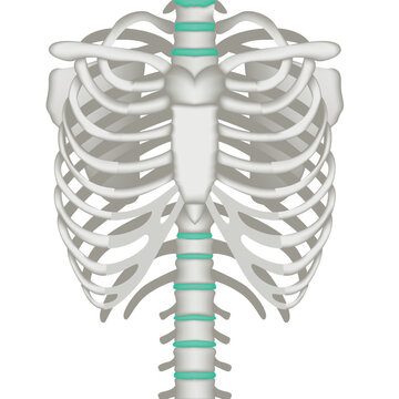 Anatomy of human bones. Spine and ribs. Ralistic rendering for medical infographics and design. Vector illustration