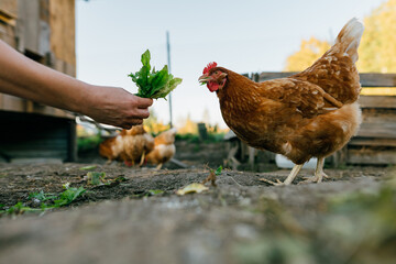 Close-up of chickens eating greens from a human hand. Brown hens close up on free range outside, Rural scene, organic farmer feeding chickens grass A look at organic farming: feeding chickens.