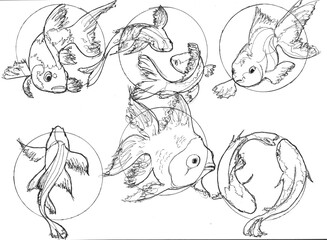 koi fish bw sketches