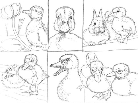 ducklings and bunny easter picture sketch in black andwhite