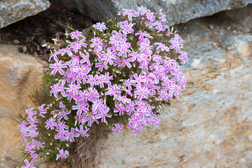creeping phlox, pink striped blossoms, in a rockery
