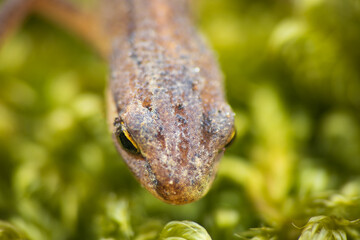 Lissotriton vulgaris, smooth newt animal walking on moss in early spring season. Macro Czech animal amphibian background - 768074281