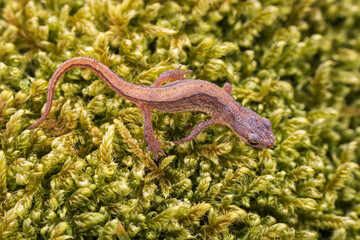 Lissotriton vulgaris, smooth newt animal walking on moss in early spring season. Macro Czech animal amphibian background - 768074284