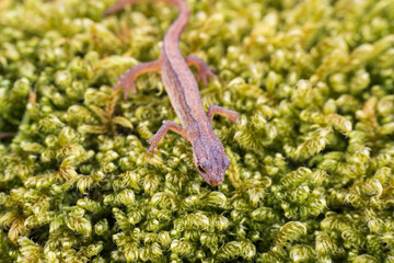 Lissotriton vulgaris, smooth newt animal walking on moss in early spring season. Macro Czech animal amphibian background - 768074293