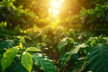 Lush green coffee plantation, with rows of coffee plants under the bright sun.