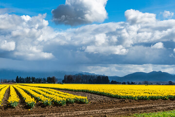 Daffodils Field And Trees 4