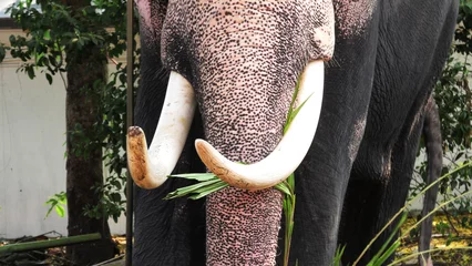 Foto op Aluminium Closeup of trunk and tusk of an Asian elephant © Reji VR