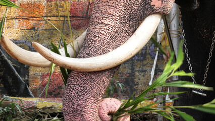 Closeup of trunk and tusk of an Asian elephant