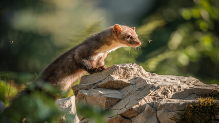 Marder auf Futtersuche