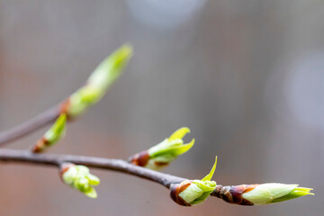 Blooming tree buds in spring.