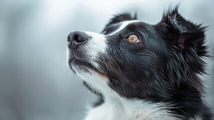 Border collie dog portrait, cute white and black color puppy looking up, side view