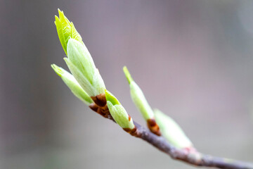 Blooming tree buds in spring.