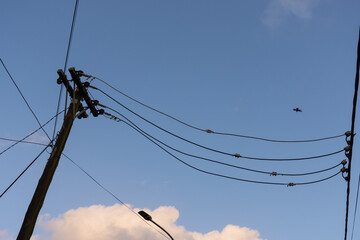 postes de luz y cables por la ciudad - obrazy, fototapety, plakaty