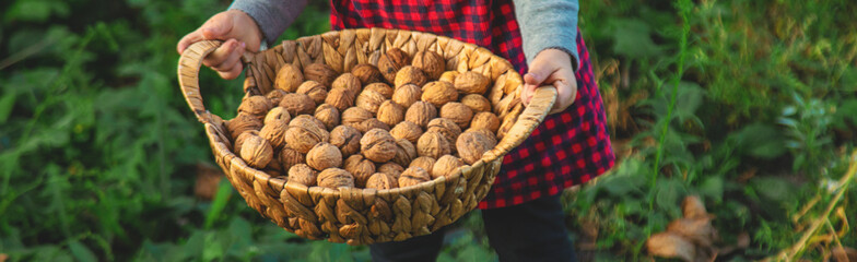A child harvests nuts in the garden. Selective focus.