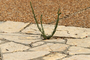 Green plants and flowers grow on the roadway and sidewalk.
