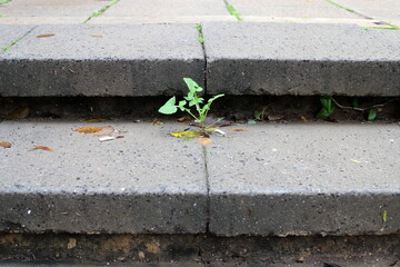 Green plants and flowers grow on the roadway and sidewalk.