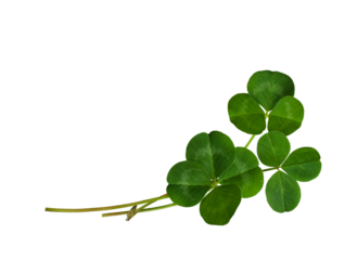 Green clover leaves in a floral arrangement isolated on white or transparent background