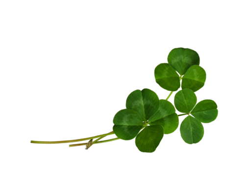 Green clover leaves in a floral arrangement isolated on white or transparent background - Powered by Adobe