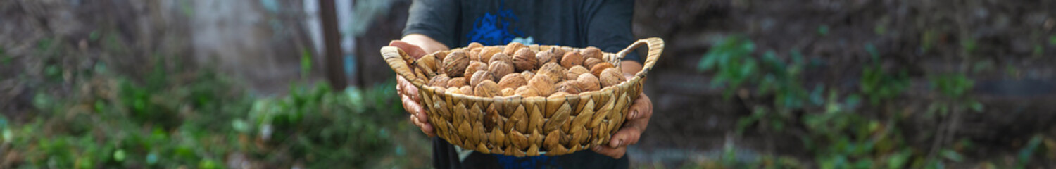 Grandmother collects walnuts in the garden. Selective focus.