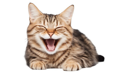 Obraz premium Happy Cute Cat Laughing isolate on transparent background, cutout, png